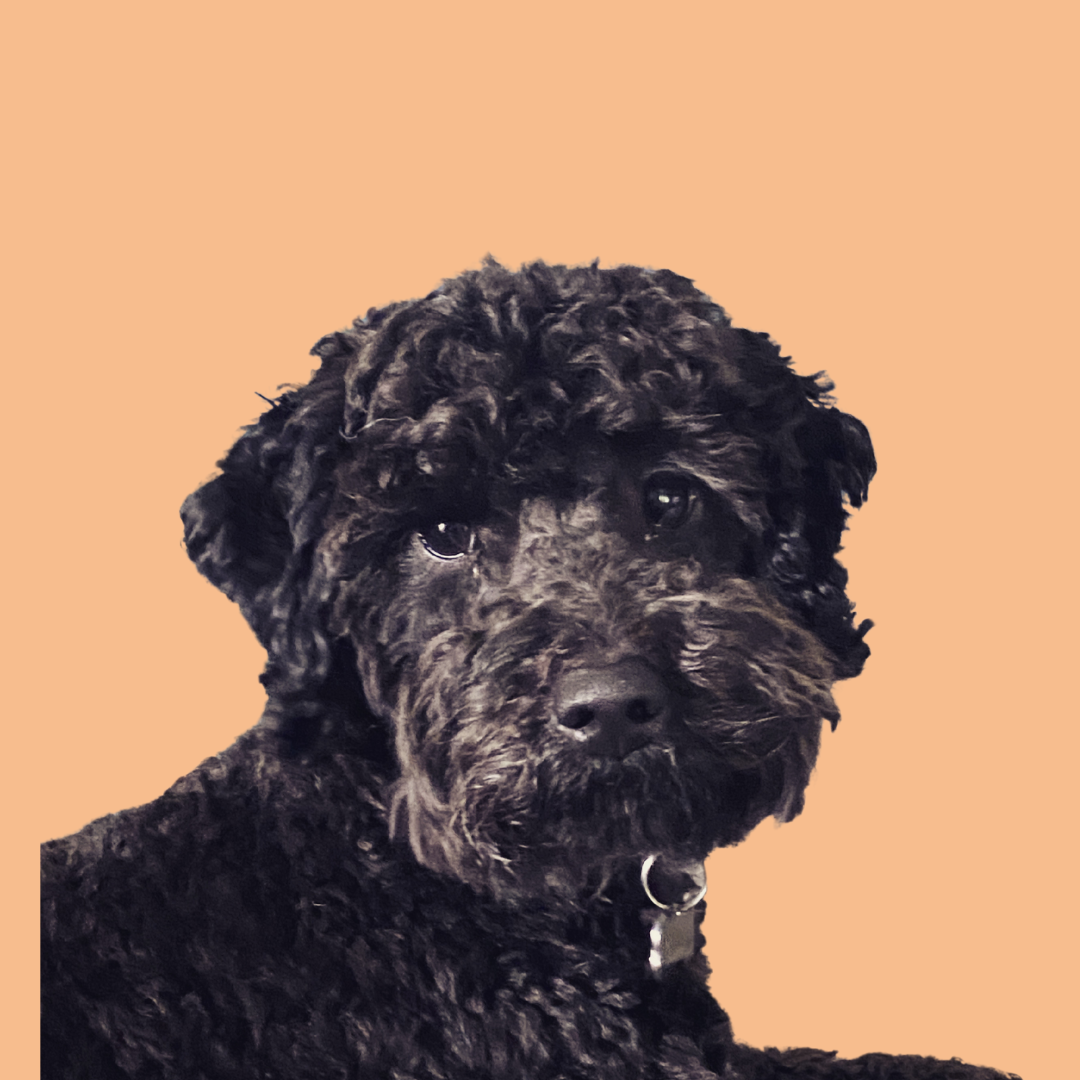 Buddy