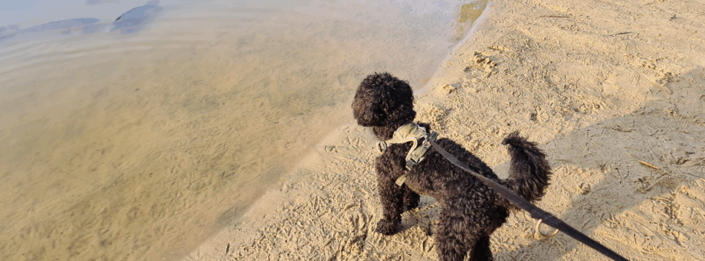 Can You Take Dogs to Centre Parcs?