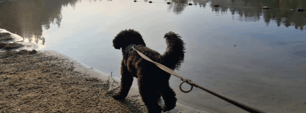 dog at longleat centre parcs